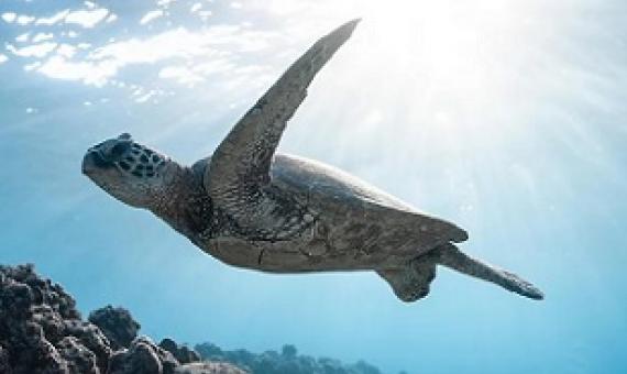 Marine Life Is Fleeing the Equator to Cooler Waters. Credit - Pexels