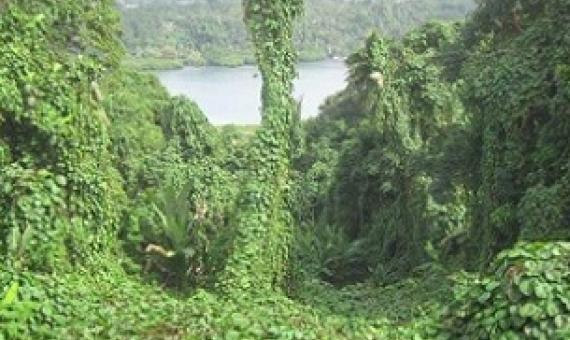 Invasive plant species are increasing exponentially, but no one knows how many species there are