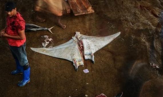 Mobula rays in a Sri Lankan fish market, in 2018. Image © Simon Hilbourne | Manta-Trust.