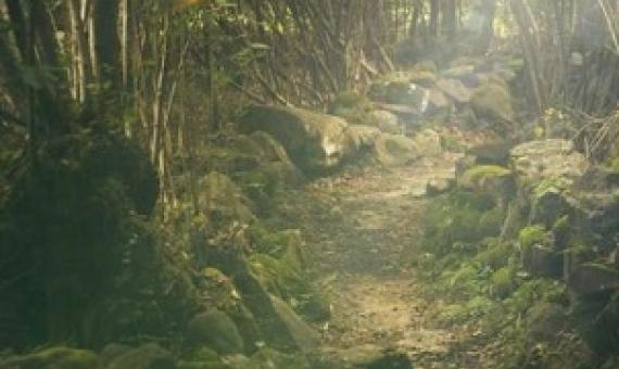 Towards a new generation of vegetation models. Credit: CC0 Public Domain