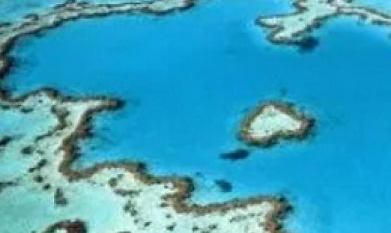 Coral reefs have been impacted by severe bleaching events. Credit - https://therising.co/