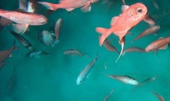 NZ trawlers fishing for orange roughy (pictured) off the Tasmanian coast have sparked ire from Aussies. (File photo)