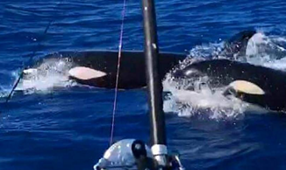 Orca swmming off coast of Savaii island, Samoa. Credit - stuff.com