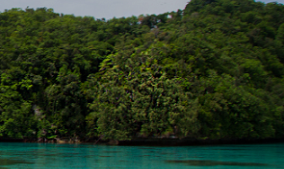 Conservation and Ecosystem Recovery on Ngeanges Island, Palau. Credit - https://www.islandconservation.org