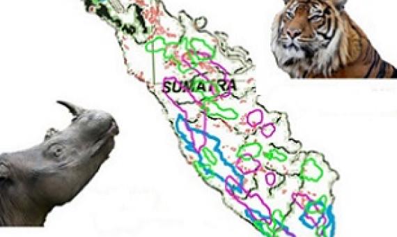 Certified 'sustainable' palm oil fields endanger mammal habitats and biodiverse tropical forests over 30 years. source - https://phys.org 