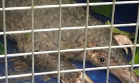 A pangolin. The world's most trafficked mammal, pangolins are among the species suspected of transferring the Covid-19 coronavirus to humans. Image: Robin Hicks/Eco-Business