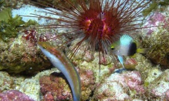 Rare fishes at Kure. Credit: NOAA/Richard Pyle-Bishop Museum