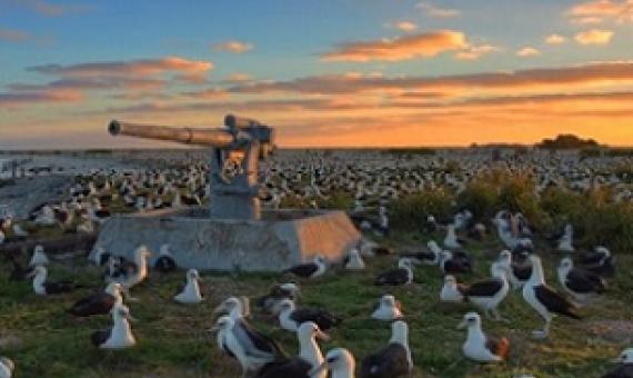 Papahanaumokuakea is home for four species of bird found nowhere else in the world. (Source: NOAA)