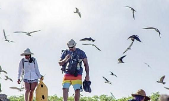 Volunteers and staff check on the status of seabirds at Papahanaumokuakea Marine National Monument. Credit - Brad Ka‘aleleo Wong / Office of Hawaiian Affairs