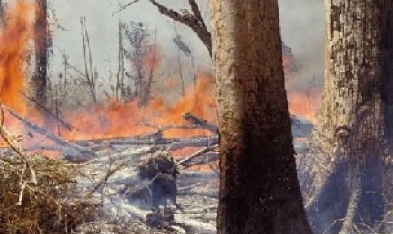 One of the main drivers of plant extinction is clearance of natural habitats. Credit - GETTY IMAGES