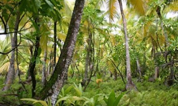 Mixed species fresh-water marsh plant community, Diego Garcia, British Indian Ocean Territory. Credit - US Navy, Public Domain