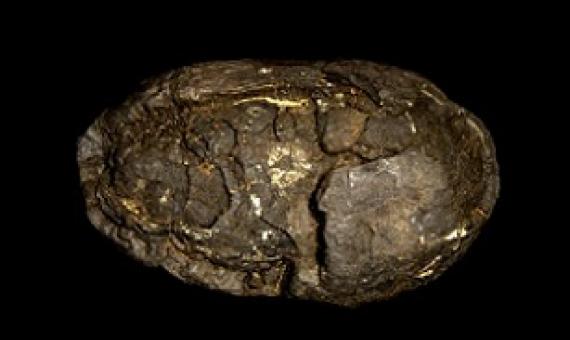 Polymetallic nodule. Credit: John Cancalosi Alamy 