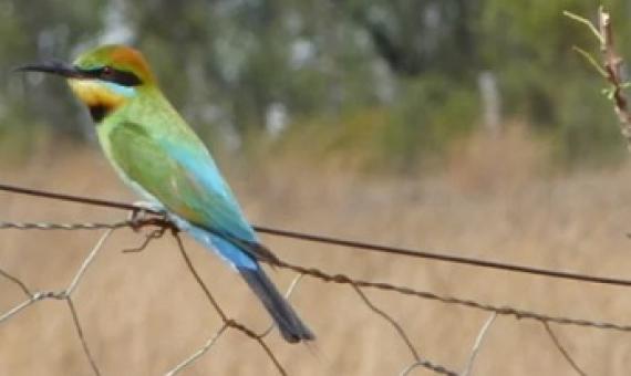 A Rainbow Bee Eater in the Bimblebox Nature Refuge. Farming and conservation groups are asking for extra money to allow extra conservation work on private-run nature refuges in Queensland.CREDIT:COURTESY BIMBLEBOX NATURE REFUGE