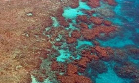 Reef sand dissolving quicker than previously thought, study warns. Credit: CC0 Public Domain