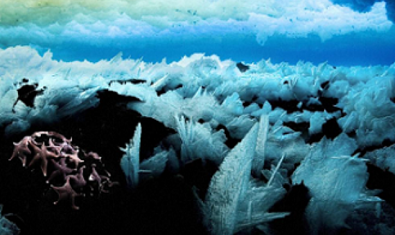 Sea stars huddle together under Antarctic ice. Credit: John B. Weller, www.johnbweller.com; NASA)