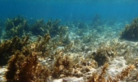 Sargassum polycystum photo courtesy of Dr Posa Skelton