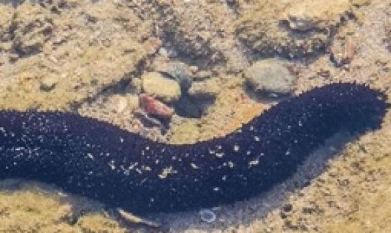 sea cucumber. Photo: 123RF
