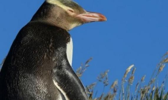 The yellow-eyed penguin is thought to be the rarest penguin in the world, and is under threat. Photo: 123rf.com