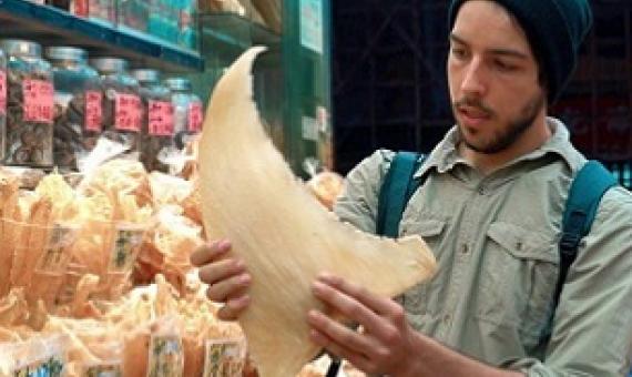 Ali Tabrizi, director of Seaspiracy, observing a shark fin. Credit - Lucy Tabrizi
