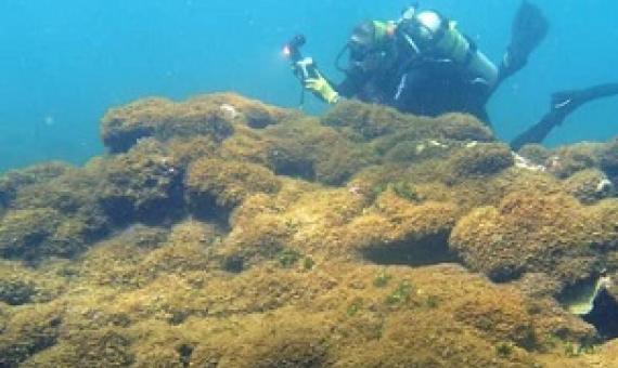  A new species of seaweed covers dead a coral reef at Pearl and Hermes Atoll in the remote Northwestern Hawaiian Islands. Taylor Williams/College of Charleston via AP) (Associated Press) 