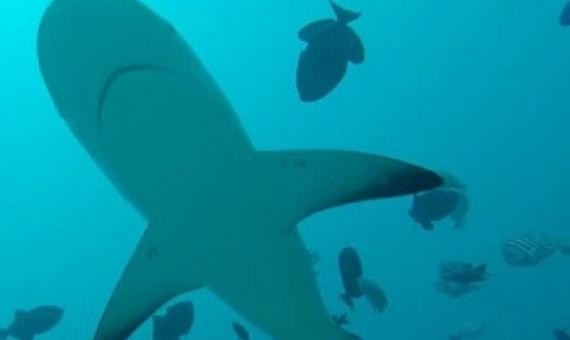 Marine Protected Areas need to be much bigger to support shark conservation.   credit - GLOBAL FINPRINT