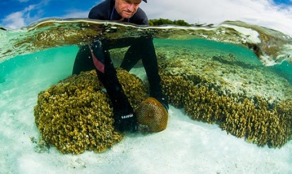 Professor Peter Harrison collecting coral at Heron Island on the Great Barrier Reef (credit Great Barrier Reef Foundation/Gary Cranitch, Queensland Museum).
