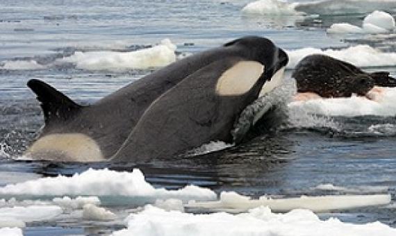 Orca (Orcinus orca) hunting a Weddell seal in the Southern Ocean. credit - Public domain