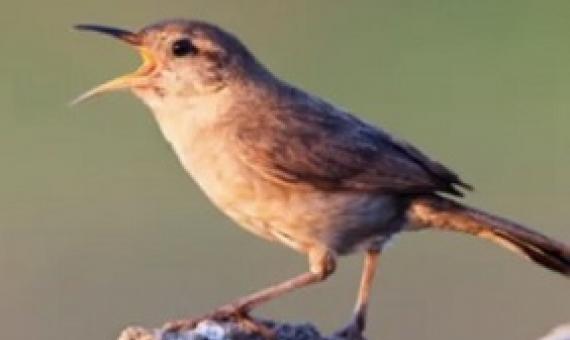 the Clarion island wren (Troglodytes tanneri; image credit: Claudio Contreras Koob)