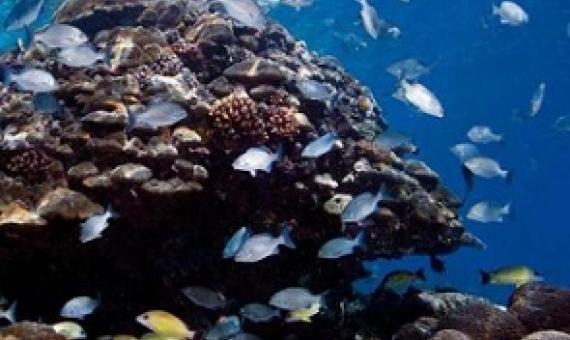 Reefs in the Solomon Islands were covered with abundant and diverse coral communities, but few fish. Most of the big fish were gone, and many of the nearshore reefs appeared to be overfished. Credit: Khaled bin Sultan Living Oceans Foundation/Ken Marks
