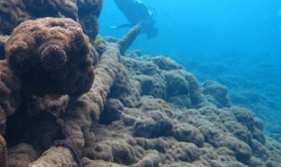 Invasive corallimorph carpets all seafloor life and is gaining nutrients from the shipwreck's iron ... [+] SUSAN WHITE/USFWS