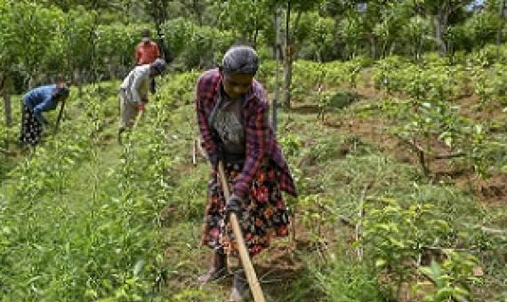 Tea pickers in Sri Lanka remove weeds from an organic tea plantation. Credit: Ishara S. Kodikara/AFP via Getty