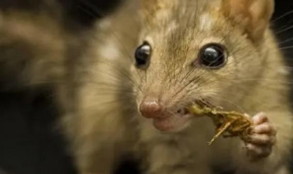  A northern quoll. Scientists researching Australia’s Threatened Species Index found mammal populations increased five-fold at 15 feral cat and fox-free sites. Photograph: Jonathan Webb/AFP/Getty Images