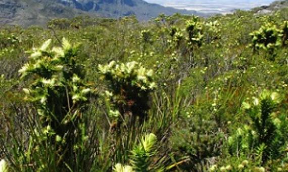 Some 84% of Australia’s plant species - like this Giant andersonia population in Stirling Range WA - are found nowhere else in the world. Sarah Barrett/Department of Biodiversity Conservation and Attractions