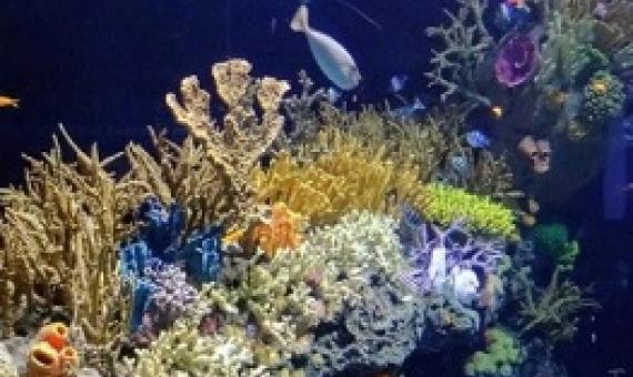 A coral reef in Indonesia. Coral reefs—especially Australia’s Great Barrier Reef—have proven to be very sensitive to climate change. (Photo: HereIsTom on VisualHunt.com / CC BY-NC-ND)