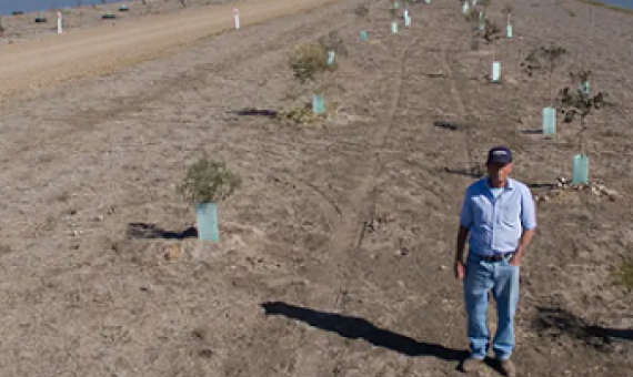 John Mailler at his tree-planting project around the Moree water park. Photograph: Mike Bowers/The Guardian
