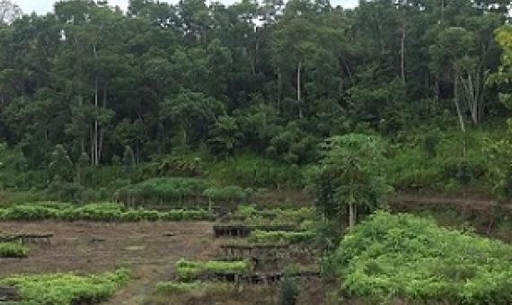 THE GOVERNMENT HAD TO EMBARK ON A MAJOR TREE-PLANTING REVOLUTION AS THE DEFORESTATION RATE WAS BECOMING A CONCERN. [FILE PHOTO]