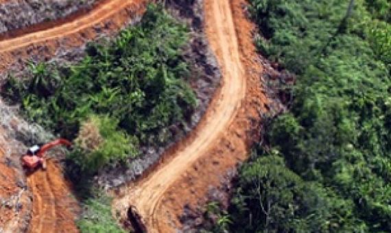 Illegal clearing for agriculture is driving tropical deforestation. Credit - www.mongabay.com