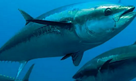 Tuna fishery. photo credit - Loop PNG