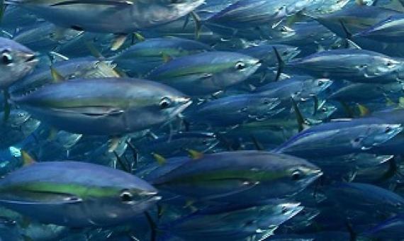 Tuna fisheries. credit - FFA