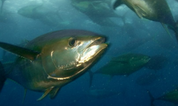 School of Tuna, Phoenix Islands Protected Area, Kiribati