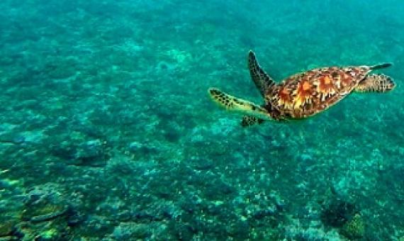 Turtle diving over corals. credit - SPREP