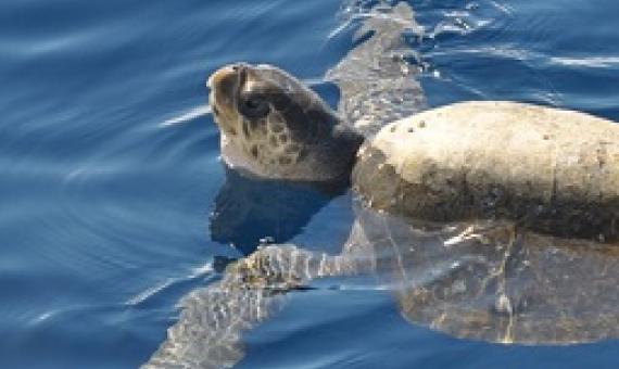 Conservation needs a COVID-19 bailout