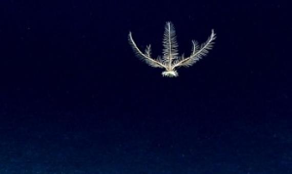 A deep-sea crinoid (Pentometrocrinus sp.) swimming in the water column. Image courtesy of NOAA Office of Ocean Exploration and Research.