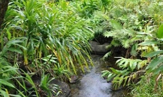 Cloud Forest, Cook Islands. Credit - SPREP