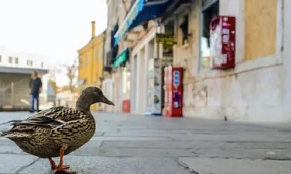 The Venice lagoon is a fragile ecosystem. Photograph: Errebi - Mirco Toniolo/REX/Shutterstock