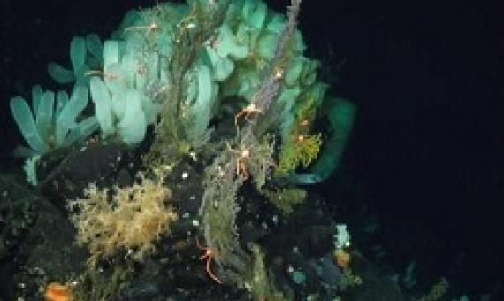 Life in the deep sea (>200m). Credit: Schmidt Ocean Institute