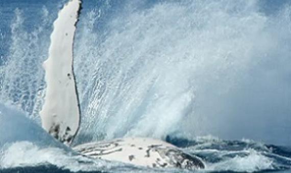 Active whale behaviour is exciting to observe, but that flipper can pack a powerful punch. Flickr/Michael Dawes, CC BY-NC