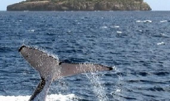 A humpback whale diving near the island of Vava'u in Tonga. Credit - DAVID BROOKS / AFP