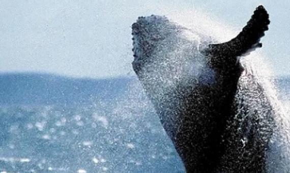 humpback whale off the coast of Australia, one of the species that has benefited from conservation efforts. Photograph: Daniel Bayer/AFP/Getty Images