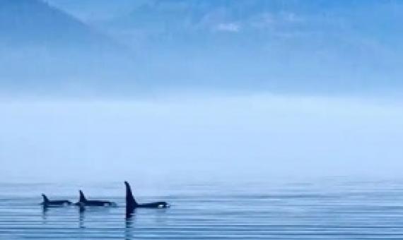 Underwater frequencies have an effect on marine mammals, say scientists. Photograph: Juergen Ritterbach/Alamy